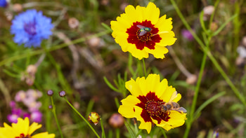 Bee and fly on Golden Tickseed This is a still life photograph taken in the morning during the summer, featuring a close-up view of a vibrant flower meadow in Derbyshire, England, United Kingdom. The main subjects of the image are a bee and a fly, both actively collecting nectar and pollen on bright yellow and red Coreopsis, commonly known as Golden Tickseed. Surrounding the animals, various other flowers and plants are visible, adding color and depth to the composition, which highlights the rich biodiversity typical of summer in this region. The photograph focuses on the interaction between the animals and the flowering Tickseed plants, providing an example of the ecological connections present in English meadows.
